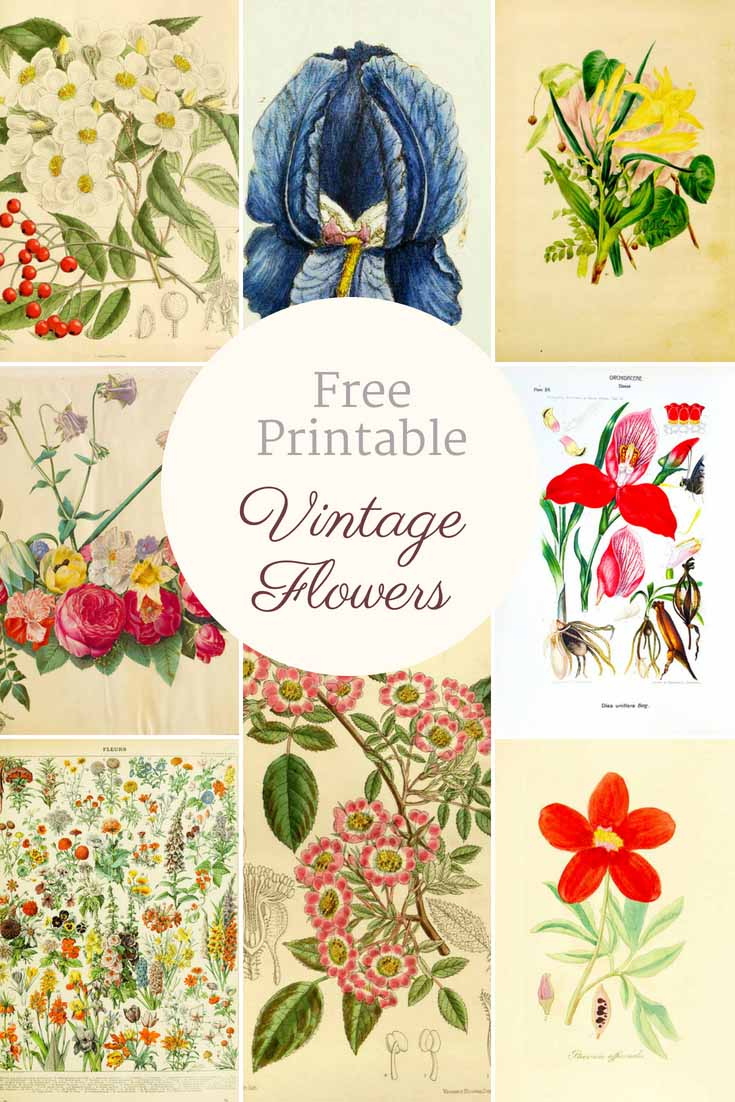 Beautiful Free Vintage Flower Pictures To Download - Picture Box Blue pertaining to Free Printable Images of Flowers