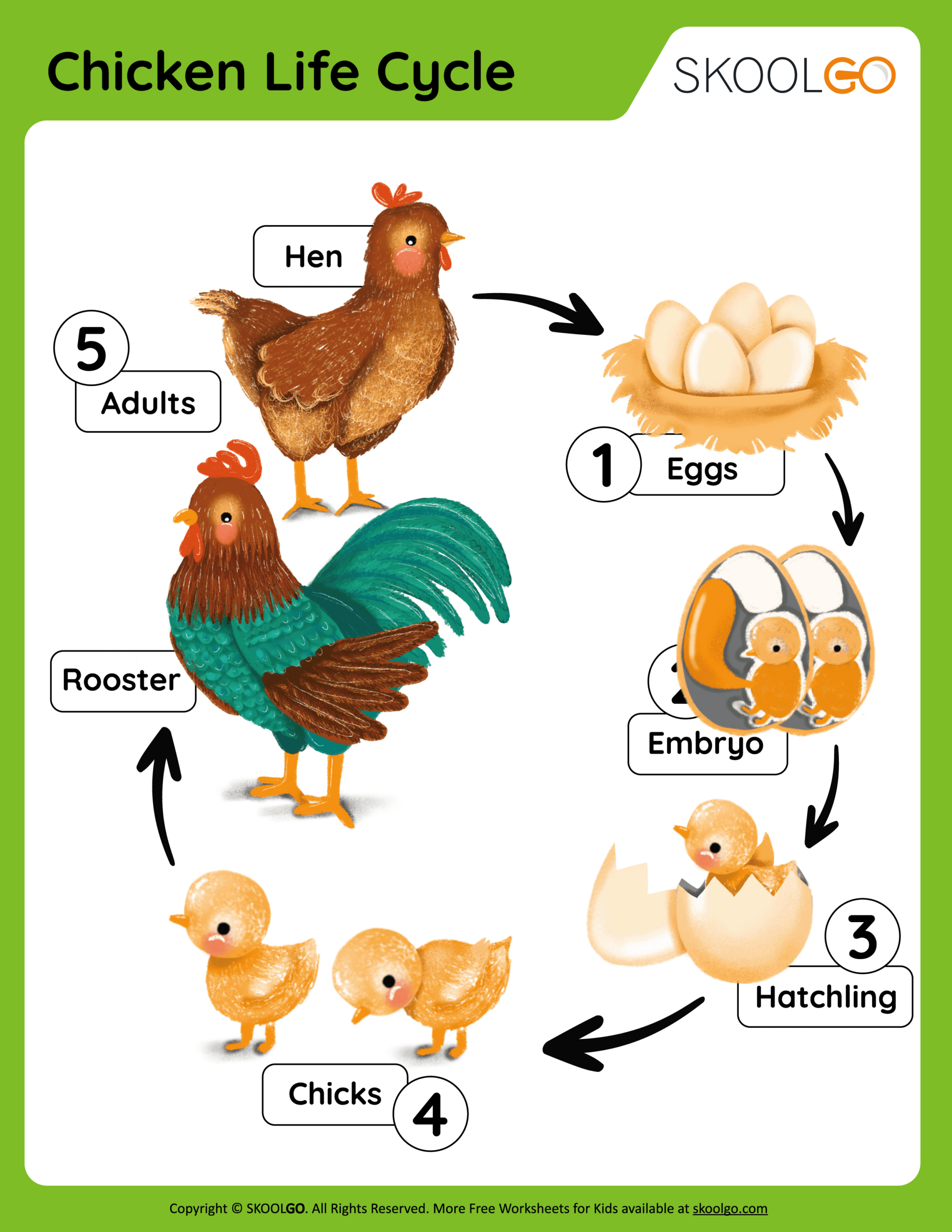 Chicken Life Cycle - Free Worksheet - Skoolgo inside Life Cycle of Chicken Printable