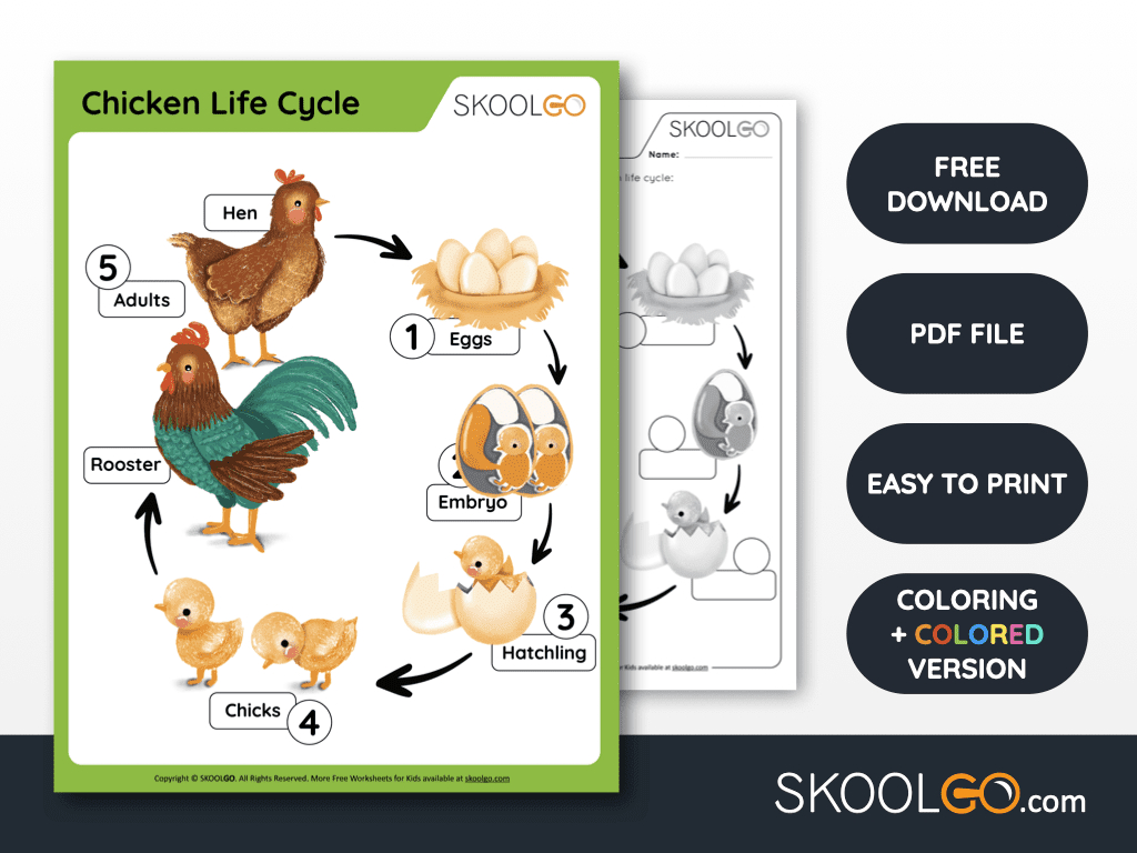 Chicken Life Cycle - Free Worksheet - Skoolgo with Life Cycle Of Chicken Printable