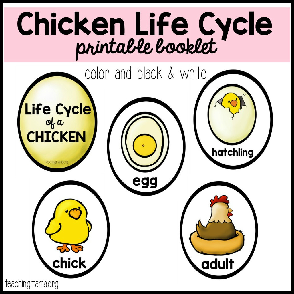 Chicken Life Cycle Printable with Life Cycle of Chicken Printable