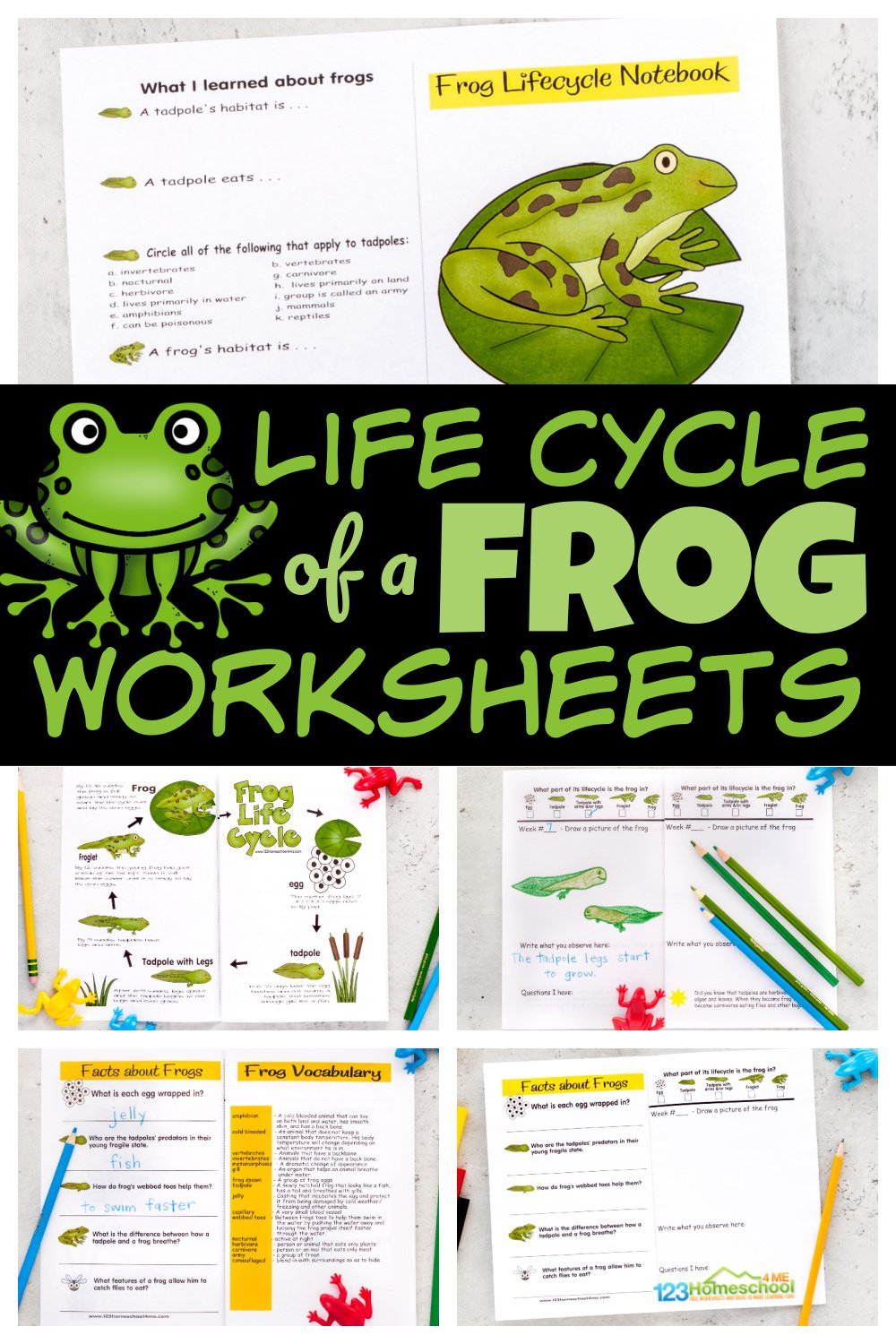 🐸 Free Printable Life Cycle Of A Frog Worksheets for Free Printable Life Cycle Of A Frog Worksheet