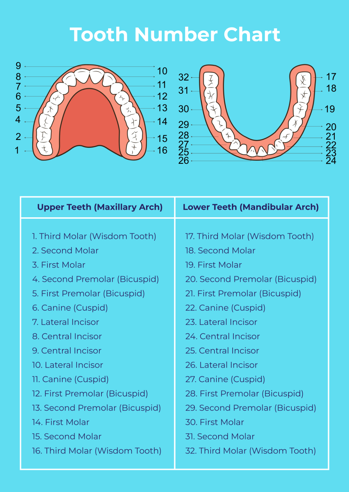 Free Tooth Chart Templates, Editable And Printable with Printable Tooth Chart With Numbers And Letters