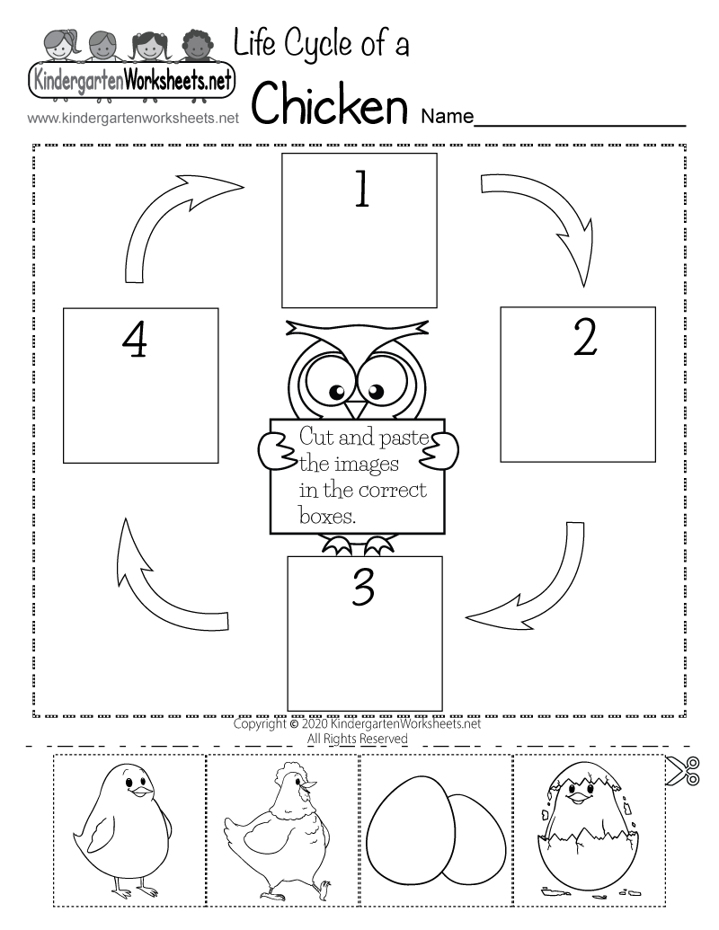 Life Cycle Of A Chicken Worksheet - Free Printable, Digital, & Pdf regarding Life Cycle of Chicken Printable