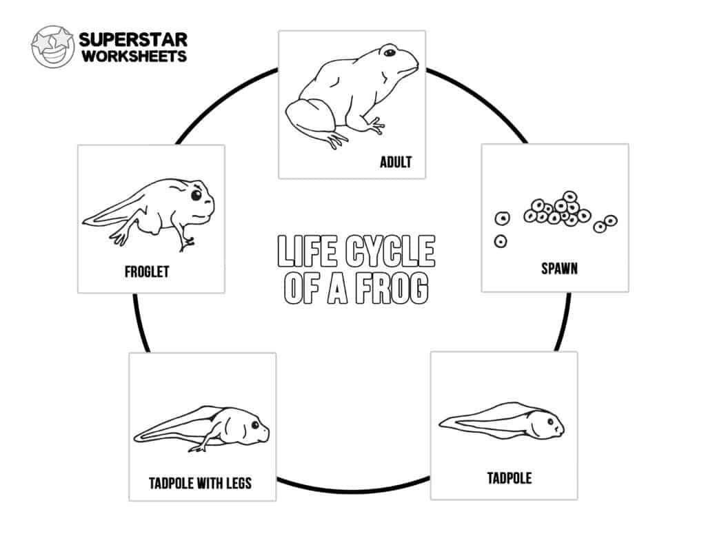 Life Cycle Of A Frog Worksheets - Superstar Worksheets regarding Free Printable Life Cycle Of A Frog Worksheet