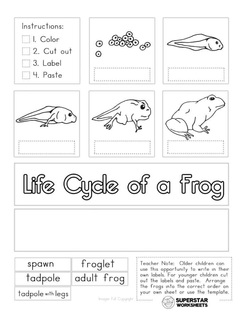 Life Cycle Of A Frog Worksheets - Superstar Worksheets throughout Free Printable Life Cycle Of A Frog Worksheet