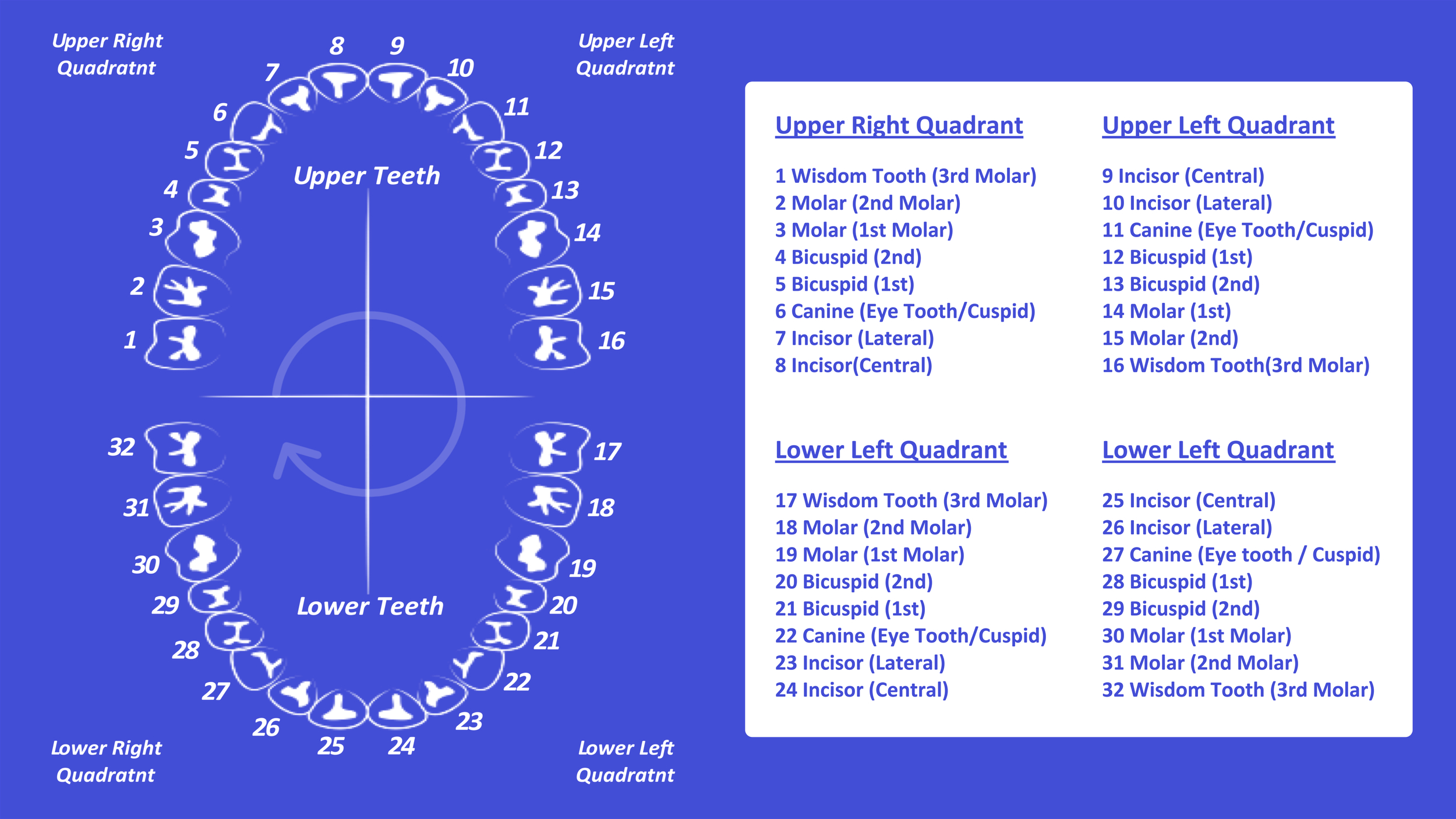Tooth Number Chart (Printable Pdf) — Mashup Math intended for Printable Tooth Chart with Numbers and Letters