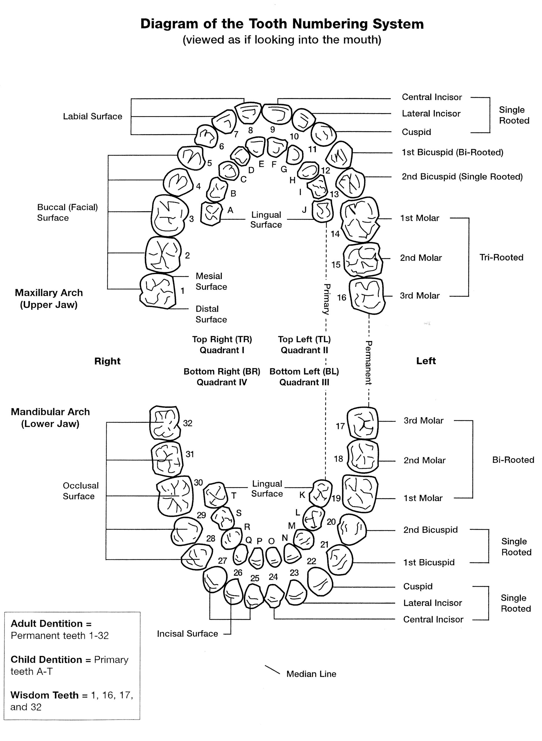 Tooth Numbers And Illustrations | Pi Dental Center regarding Printable Tooth Chart With Numbers And Letters